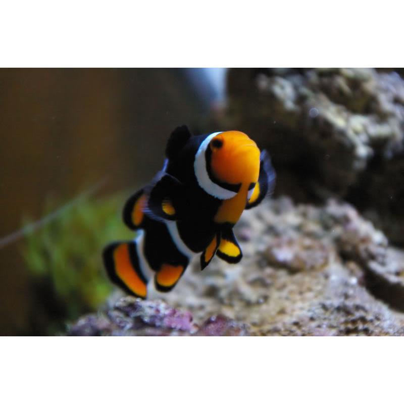 Amphiprion ocellaris onyx - imagine 3